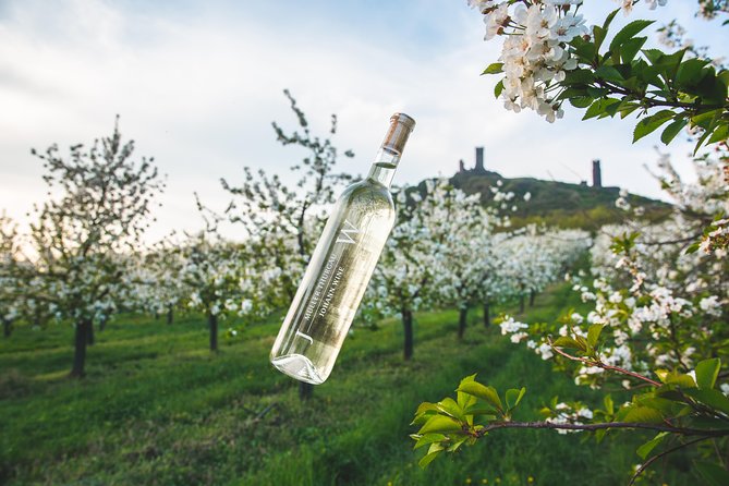 A delightful wine tasting in the scenic countryside with lunch - Key points to know before you go