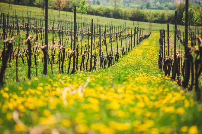A delightful wine tasting in the scenic countryside with lunch - The Lunch Piece: Czech Comfort Food in the Countryside