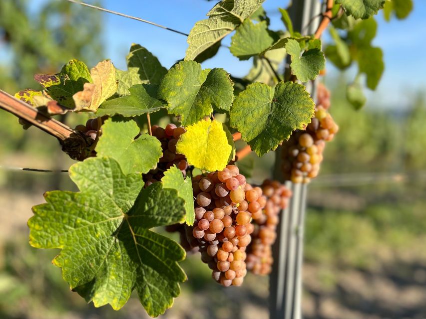 Czech Vineyards and Wine Tasting 4WD Tour with Lunch - Key points I’d plan around