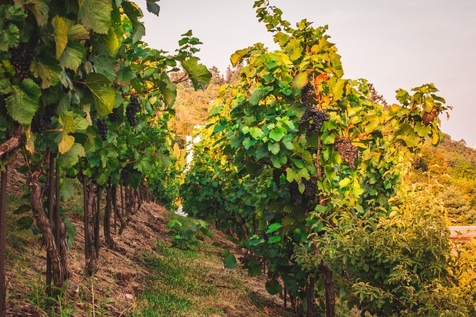 Full Day Private Tour to Kutná Hora with Wine Tasting - Getting to Kutná Hora Without the Headache