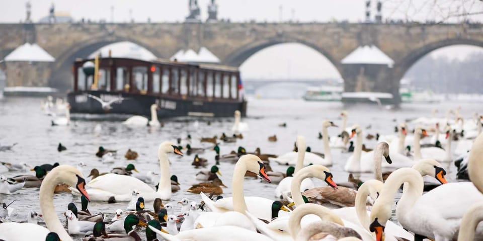 Prague: River Cruise, Charles Bridge Museum, & Walking Tour - Key points to know before you go