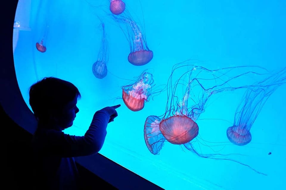 Prague: The World Of Jellyfish Entry Ticket w/ Drink - Inside the Arkady Pankrac Roof Aquarium
