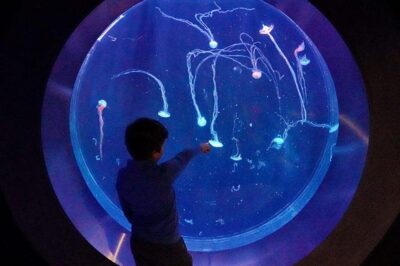 Prague: The World Of Jellyfish Entry Ticket w/ Drink - 38 Aquariums: A Practical Way to See More Jellyfish