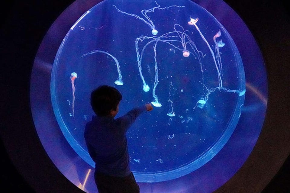 Prague: The World Of Jellyfish Entry Ticket w/ Drink - 38 Aquariums: A Practical Way to See More Jellyfish