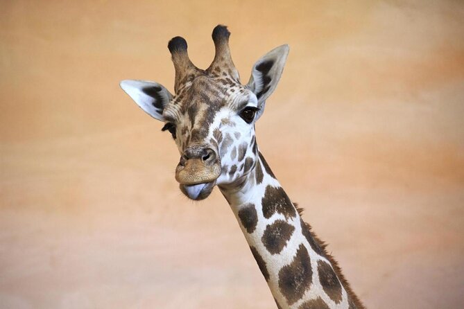 Prague Zoo Admission Ticket including Round Trip Transfer - Key points that matter before you go