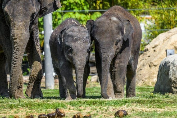 Prague Zoo Admission Ticket including Round Trip Transfer - What’s included (and what it changes) on your Prague Zoo day