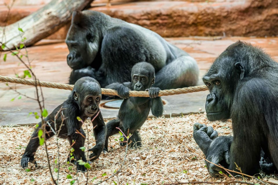 Prague Zoo: Skip-the-Line Entry Ticket - Skip-the-line Entry: what it actually buys you