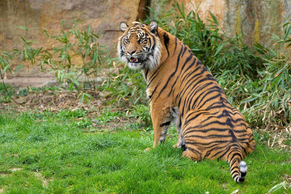 Prague Zoo: Skip-the-Line Entry Ticket - The heart of the day: nearly 5,000 animals in big habitats