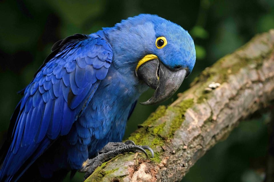 Prague Zoo: Skip-the-Line Entry Ticket - Conservation and breeding: why this zoo is more than a sightseeing stop