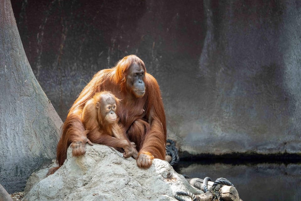 Prague Zoo: Skip-the-Line Entry Ticket - Pacing your visit: how long to plan (and when to go)