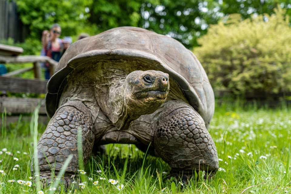 Prague Zoo: Skip-the-Line Entry Ticket - Ticket value: does $15 make sense here?
