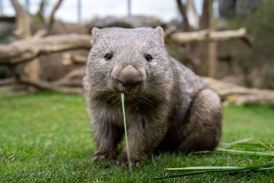 Prague Zoo: Skip-the-Line Entry Ticket - Rules you should actually care about