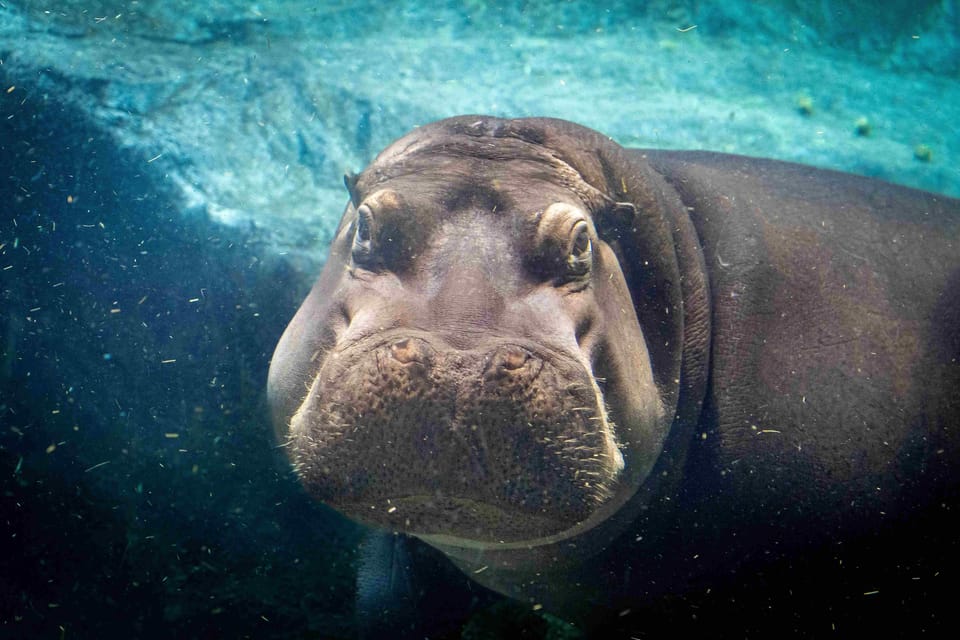 Prague Zoo: Skip-the-Line Entry Ticket - Getting set up in Troja: your best first move
